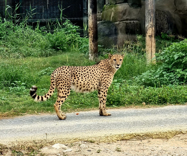 Dubai Safari Park