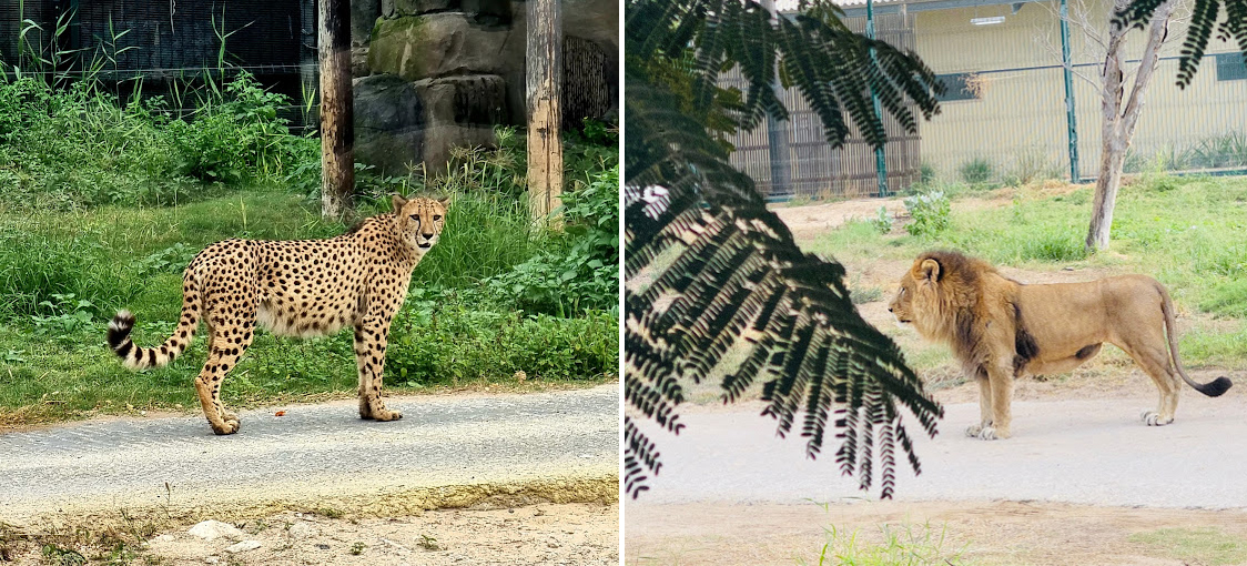 Dubai Safari Park A Majestic Wildlife Adventure in the Heart of Dubai